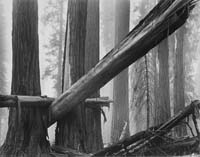 FallenSequoias